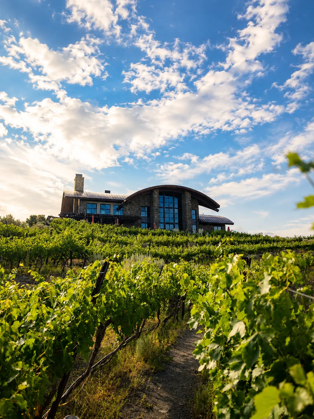 Sage Cliff Resort lodge rising above the vineyard beneath an open sky