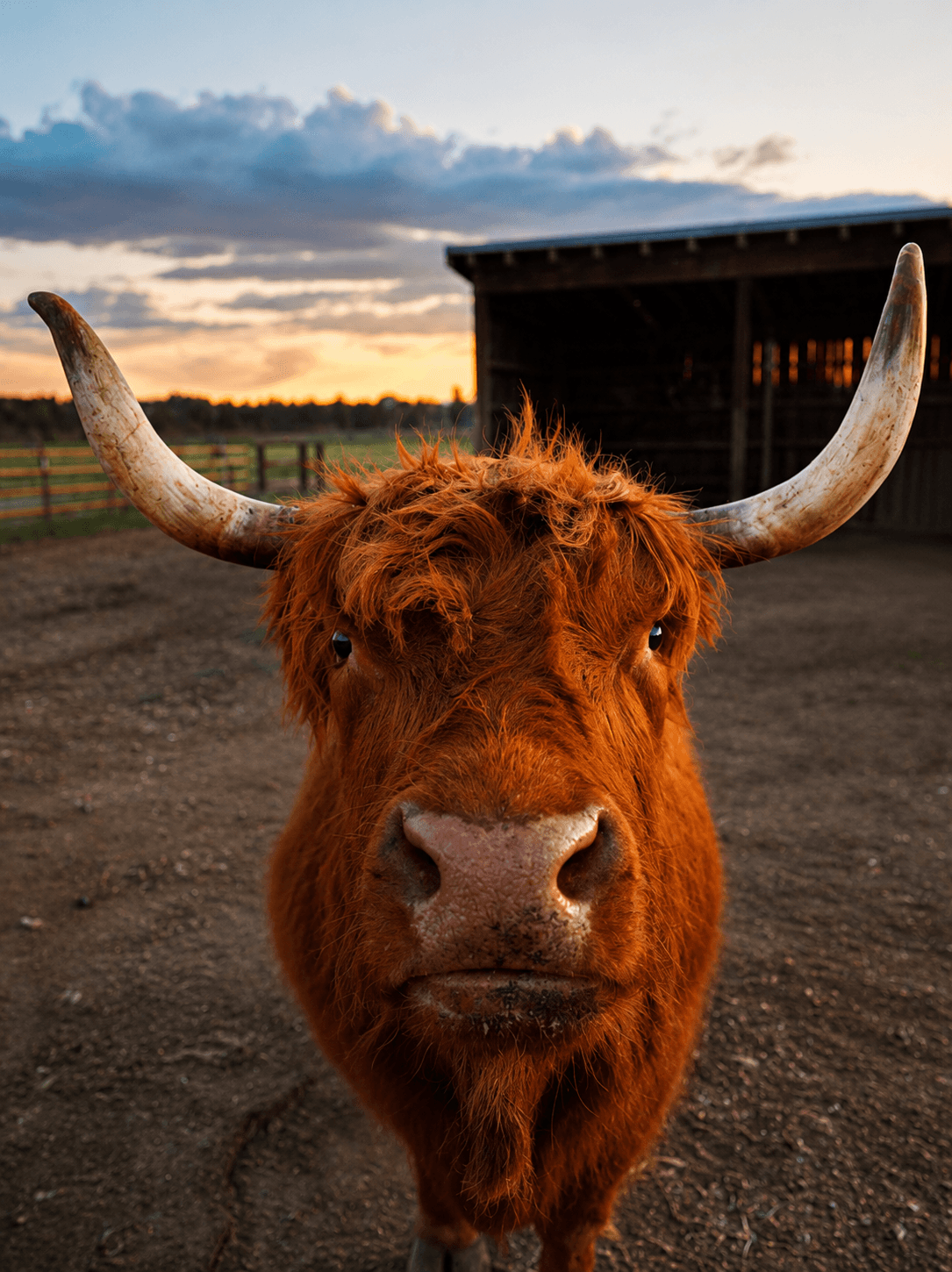 Highland cow at Brasada Ranch near sunset