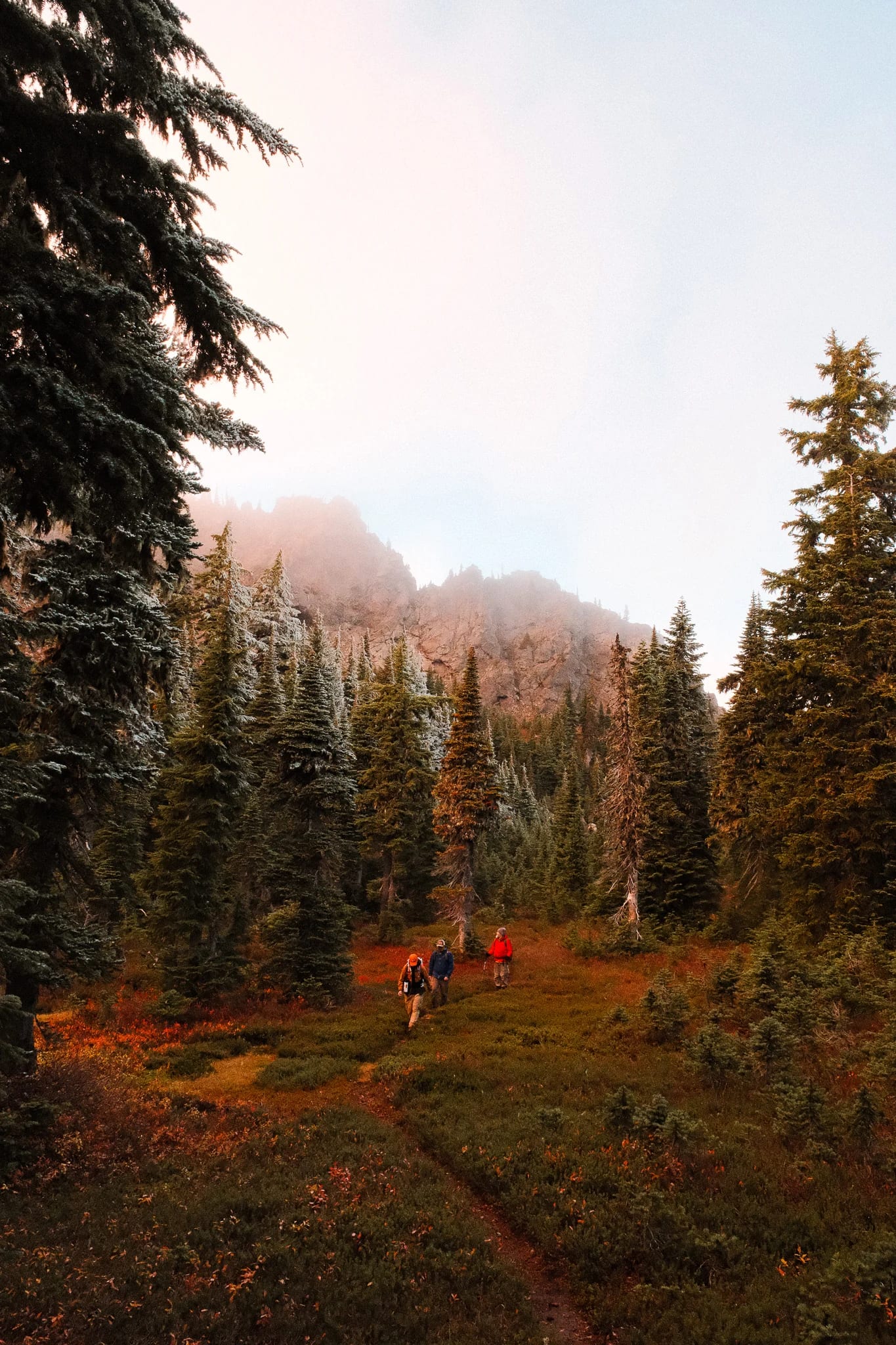 Evening light on a mountain meadow and surrounding forest