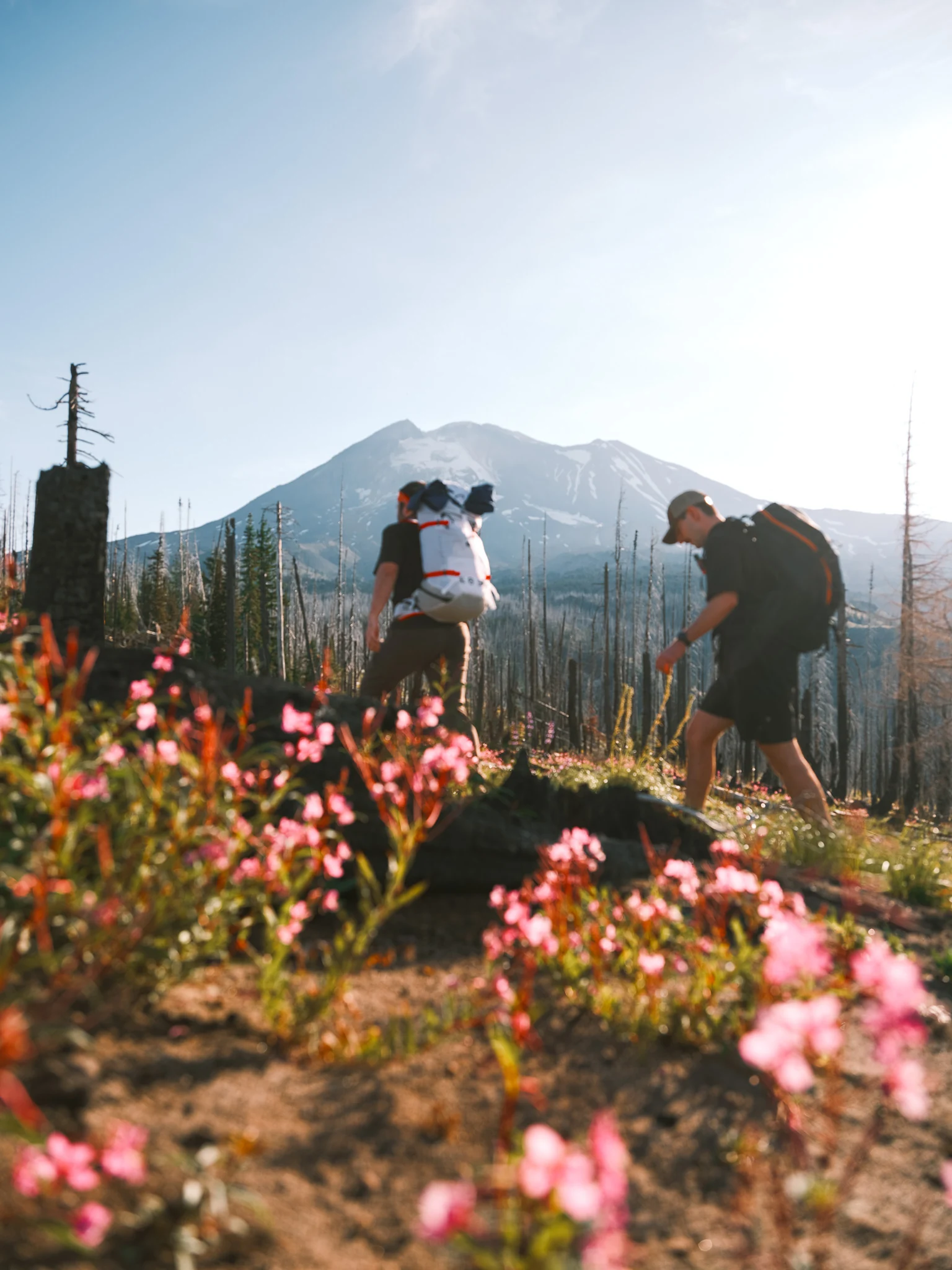 Hikers cross a flowering meadow in morning light.