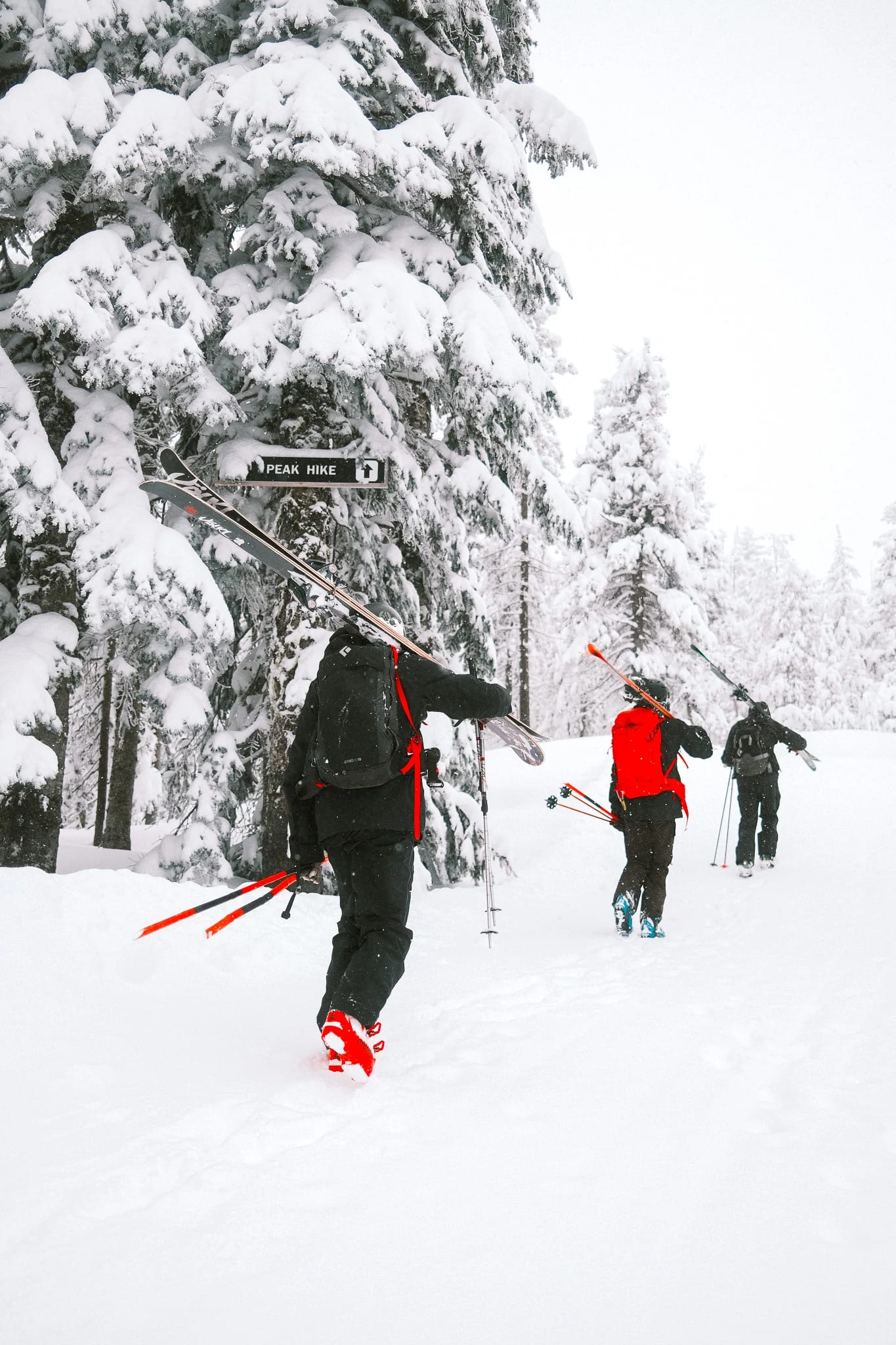 Skiers hike through a snow-covered forest.