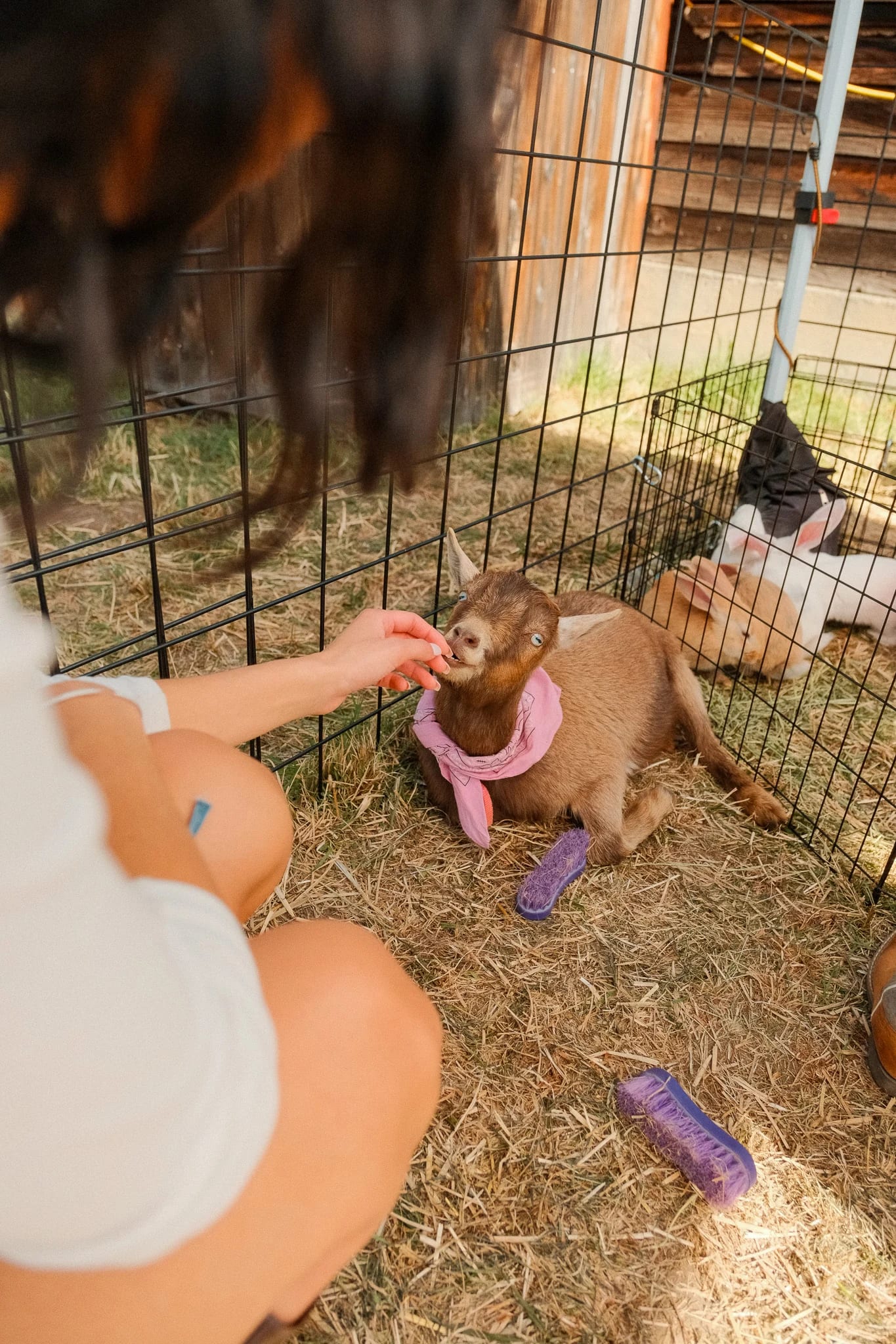 Guest feeding a small animal at the harvest festival