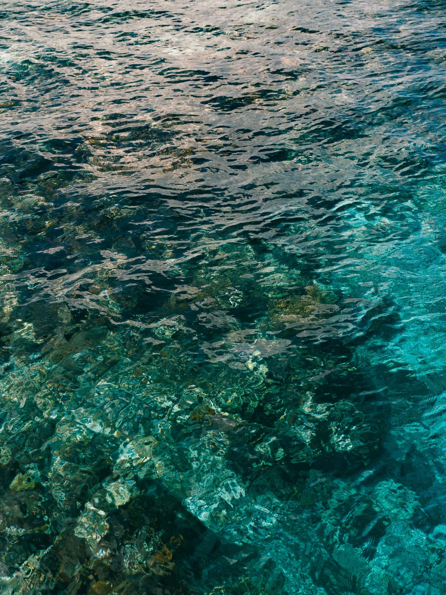 Sunlight catches coral beneath clear water.