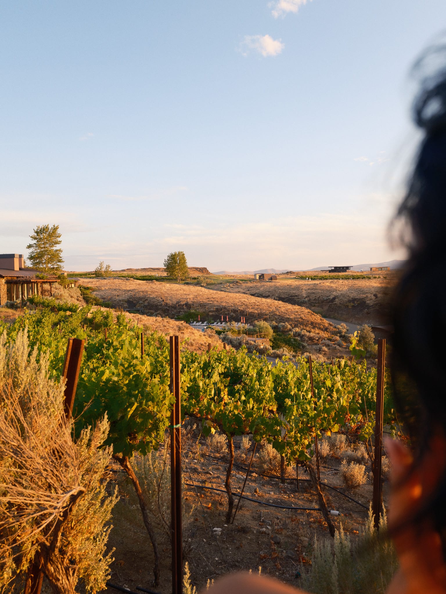 Guest looking across the vineyard at Sage Cliff Resort